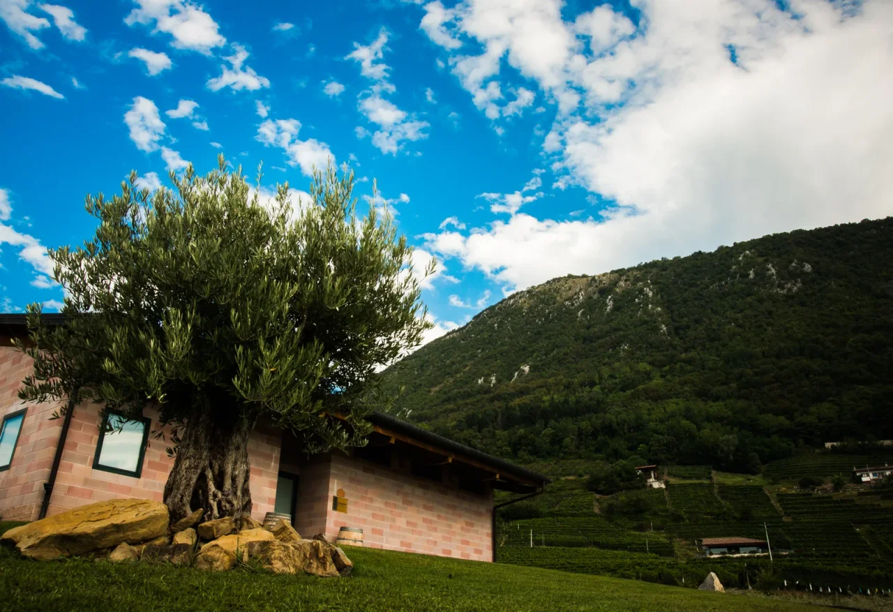 Cantina Dario Coos - Vista dei vigneti e dell'ulivo